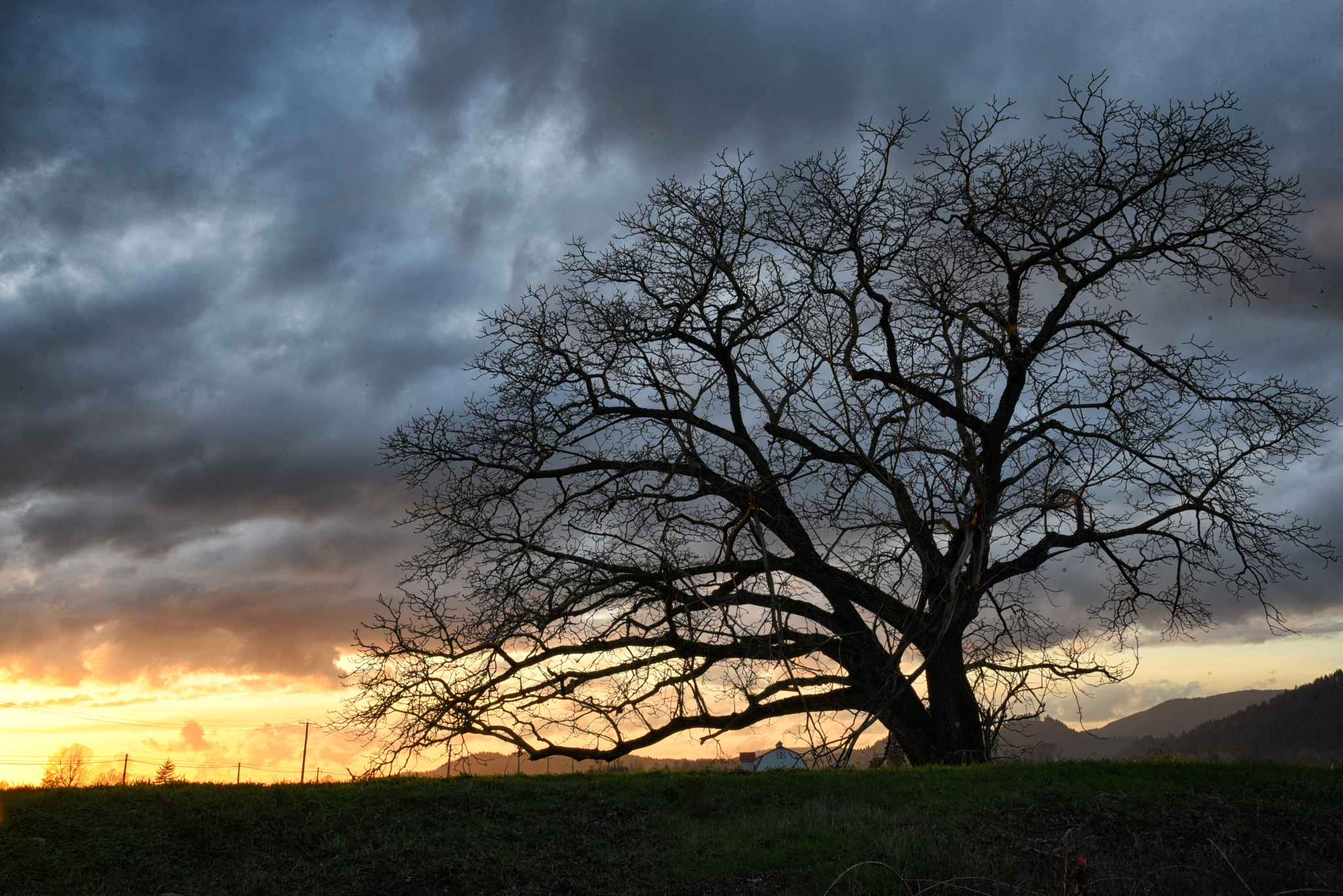 Nikon D750 + IX-Nikkor 24-70mm f/3.5-5.6 sample photo. Sunset and tree photography
