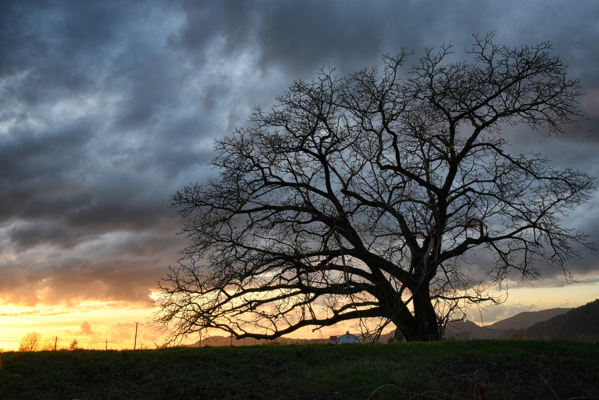 IX-Nikkor 24-70mm f/3.5-5.6 sample photo. Sunset and tree photography