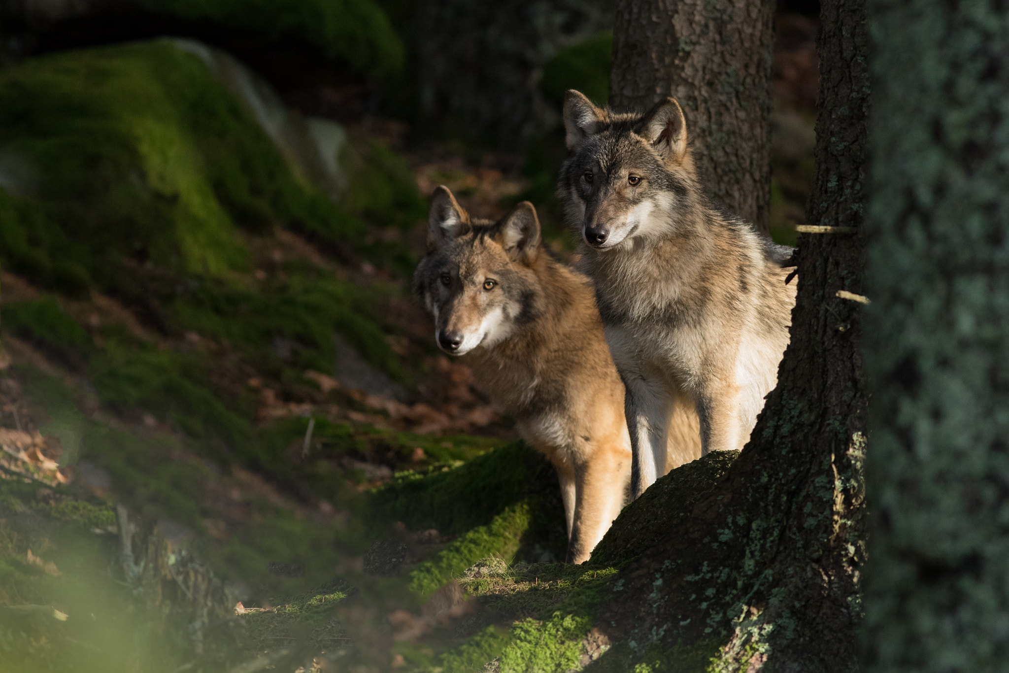 Canon EF 400mm F5.6L USM sample photo. Canis lupus photography