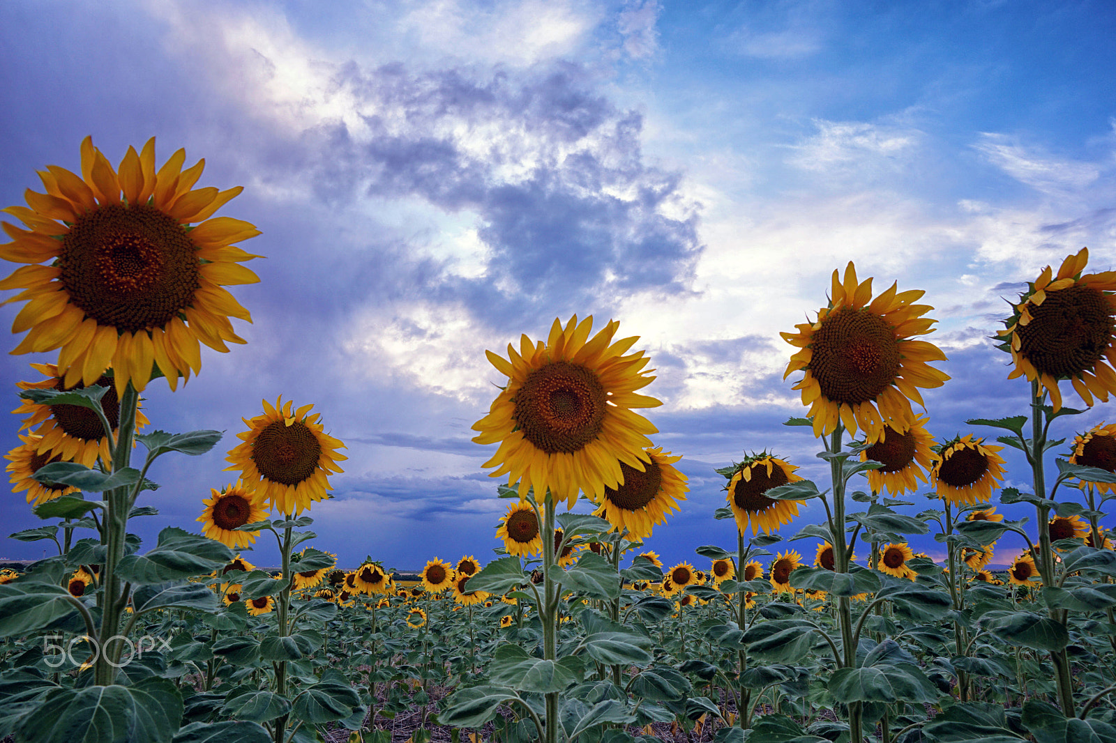 Sony DT 16-105mm F3.5-5.6 sample photo. Evening sunflowers photography