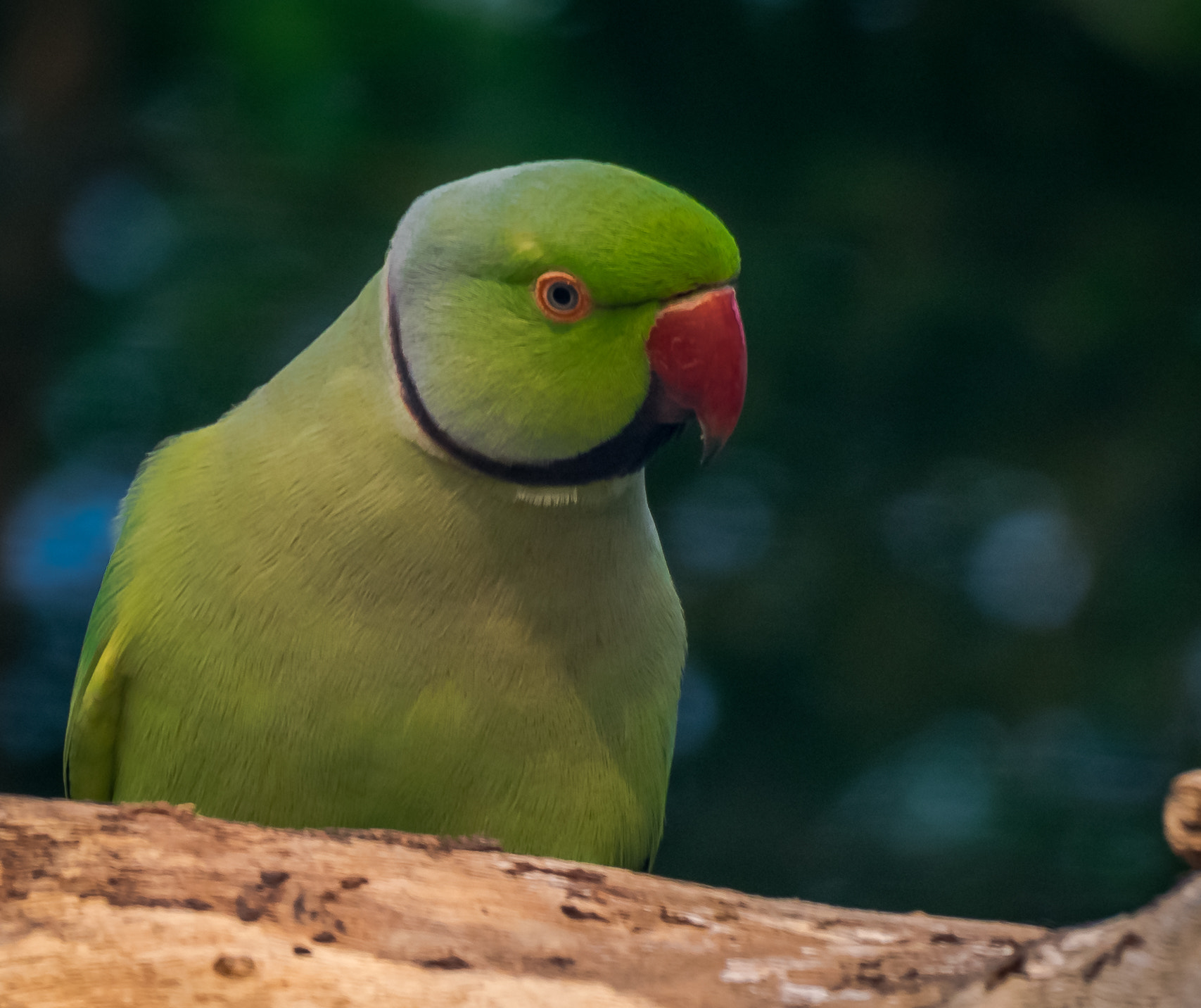 Nikon AF-S Nikkor 200-500mm F5.6E ED VR sample photo. Parakeet portrai photography