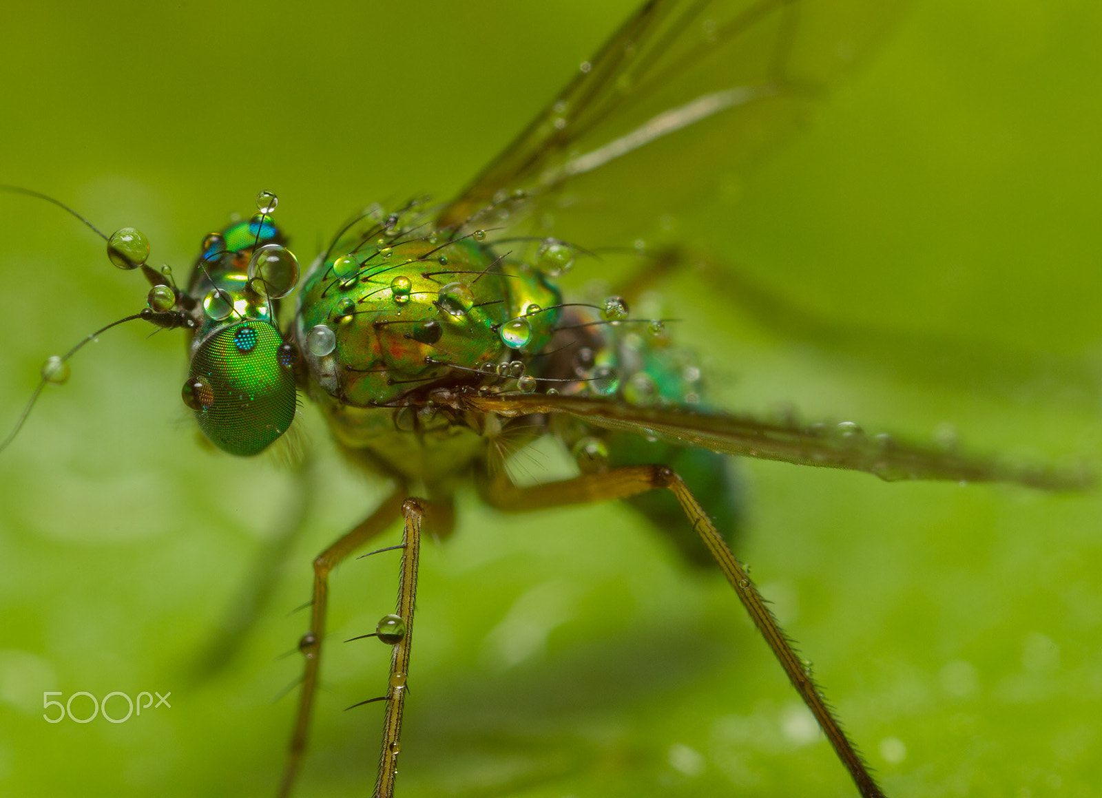 Canon MP-E 65mm F2.5 1-5x Macro Photo sample photo. 满身露水的长足虻 photography