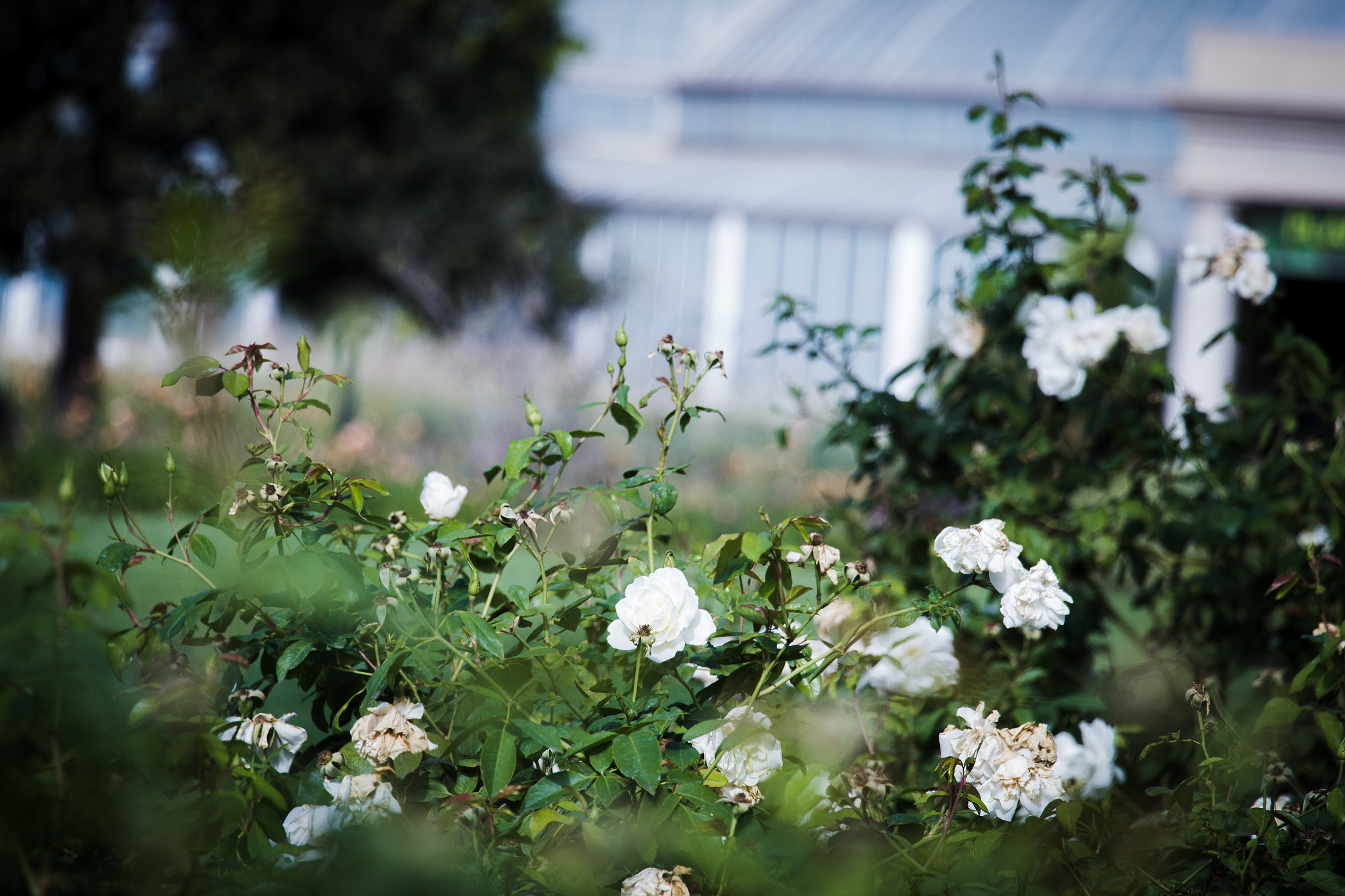 Canon EOS 600D (Rebel EOS T3i / EOS Kiss X5) sample photo. Flowers i photography