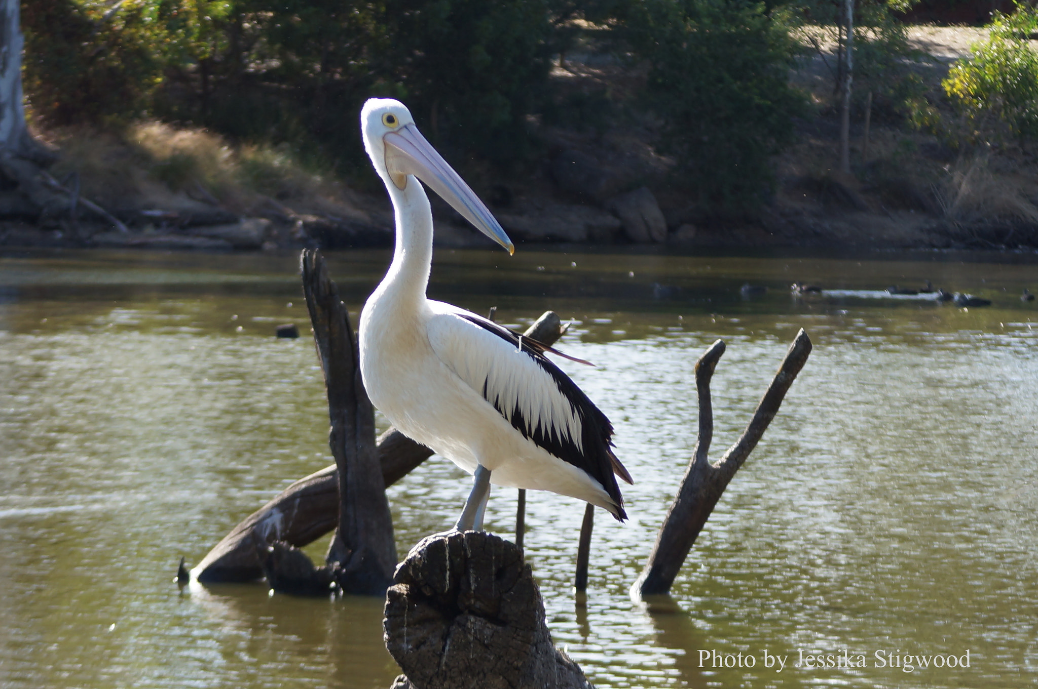 Sony SLT-A37 sample photo. Pelican down by the lake photography