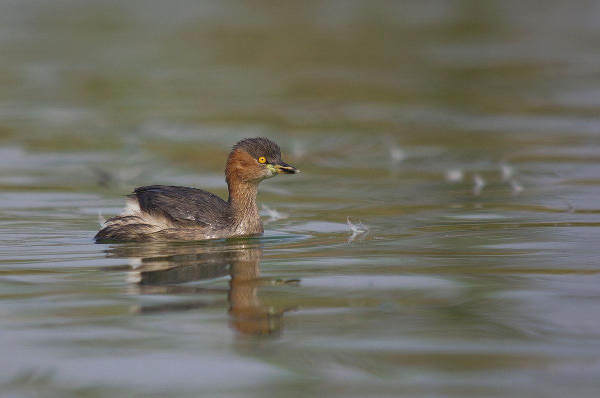 Sigma 150-500mm F5-6.3 DG OS HSM sample photo. Little grebe photography