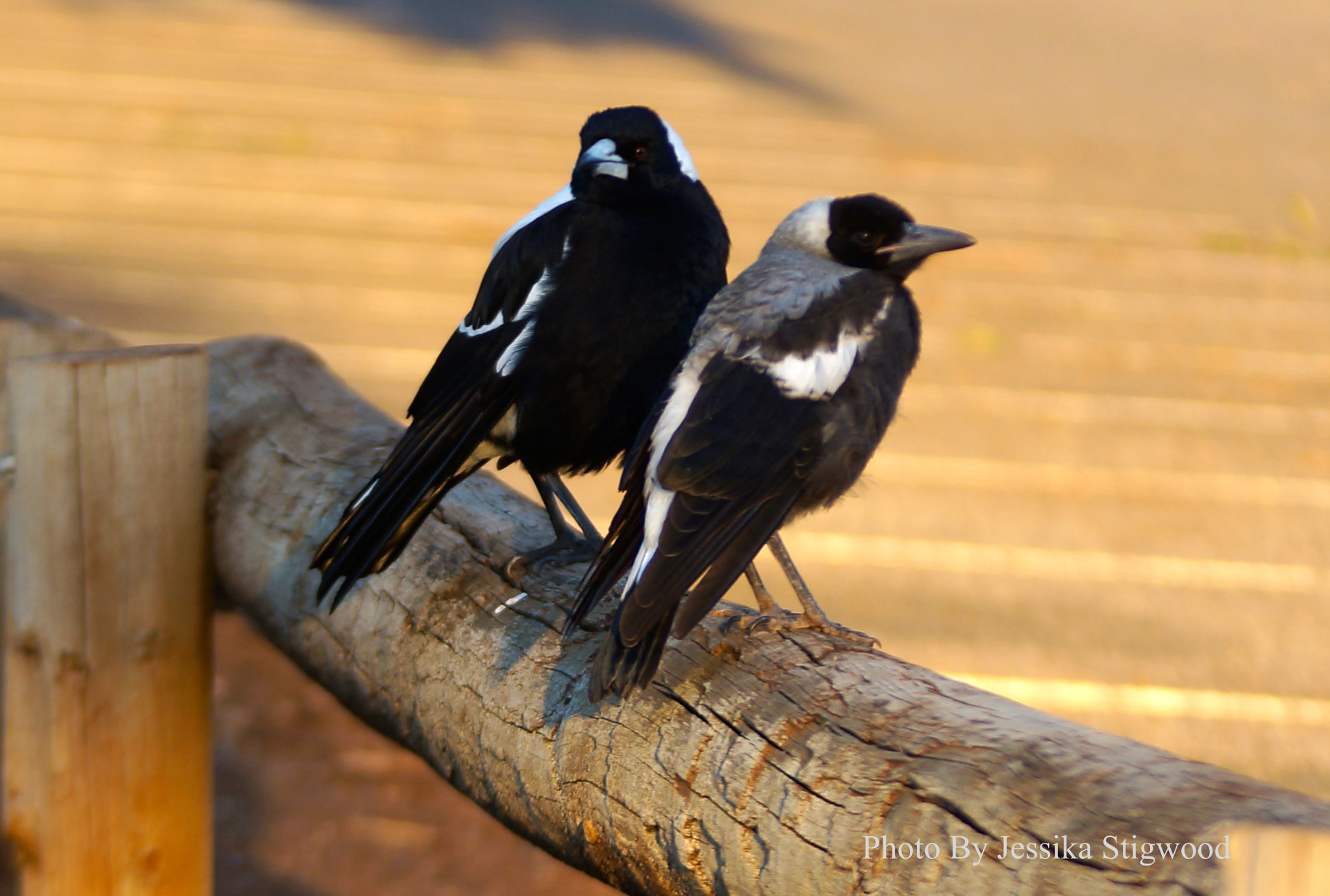 Sony DT 55-200mm F4-5.6 SAM sample photo. Magpie looking after her young on a summer's day photography