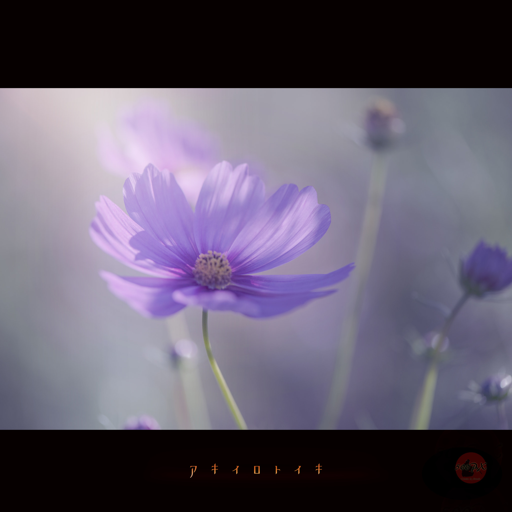 Nikon D800 + Nikon AF-S Nikkor 58mm F1.4G sample photo. アキイロトイキ photography