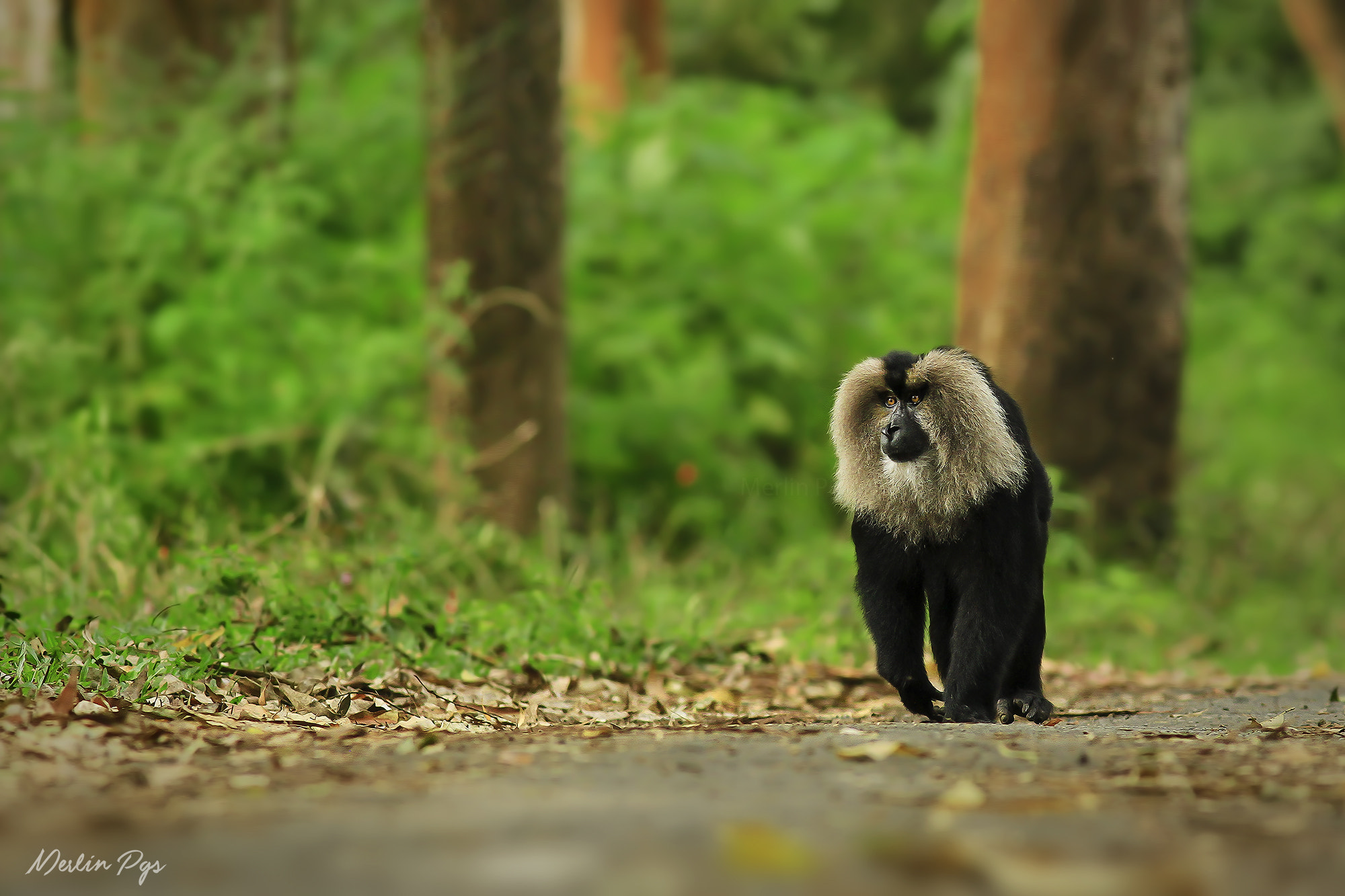 Canon EOS 7D + Canon EF 300mm F4L IS USM sample photo. A royal walk :) photography