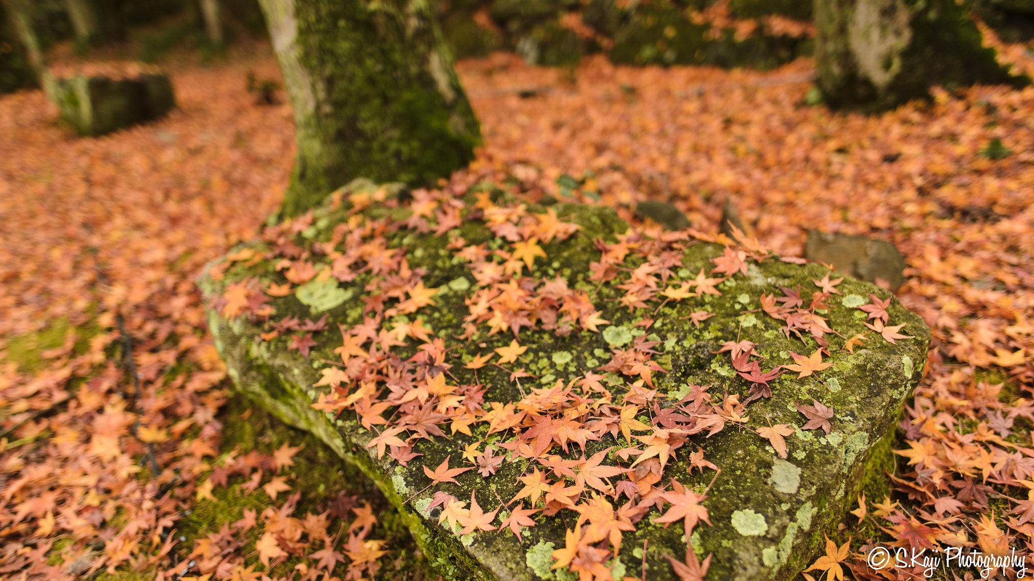 Nikon Df sample photo. Red carpet on stone photography