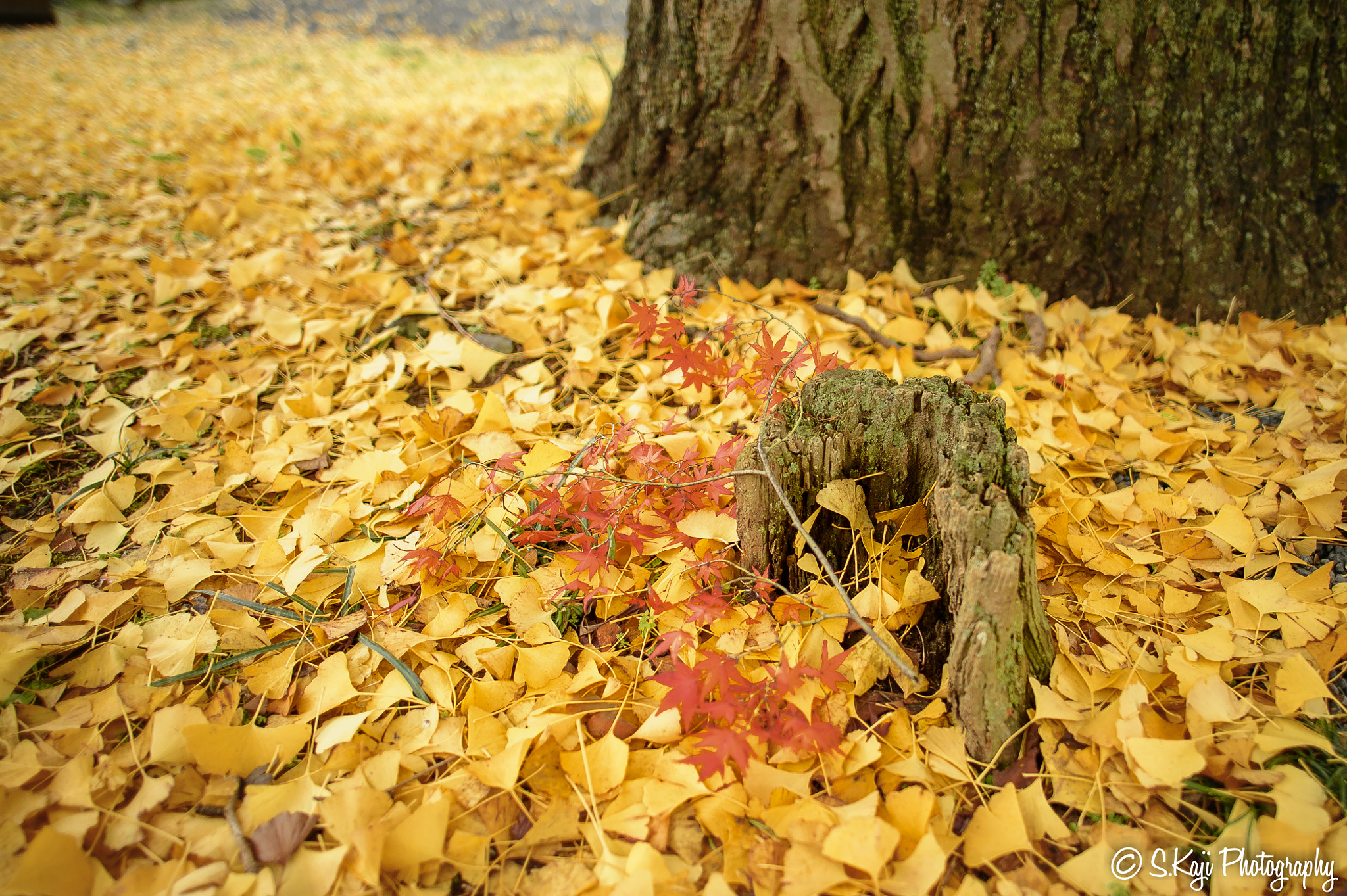 Nikon Df + Nikon AF-S Nikkor 20mm F1.8G ED sample photo. Metempsychosis photography