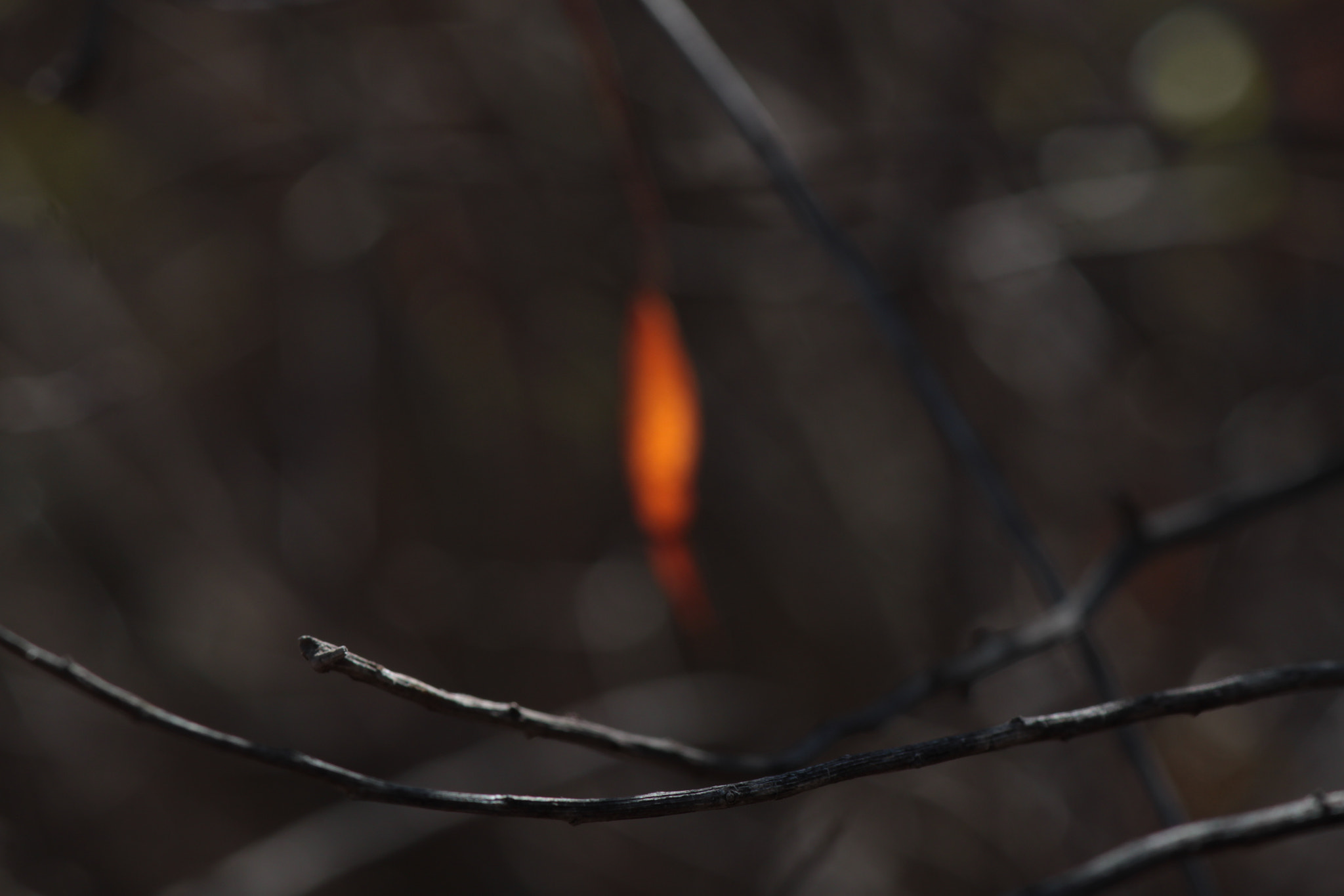 Canon EOS 500D (EOS Rebel T1i / EOS Kiss X3) sample photo. Like a flame photography
