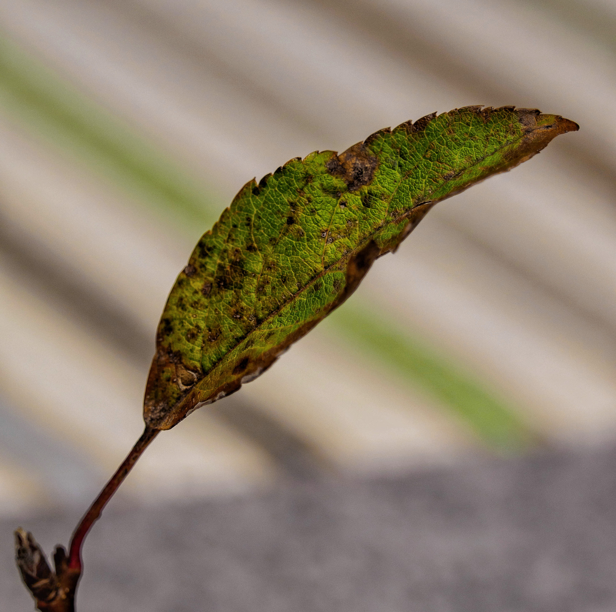Olympus OM-D E-M1 + Olympus M.Zuiko Digital ED 40-150mm F2.8 Pro sample photo. One leaf photography