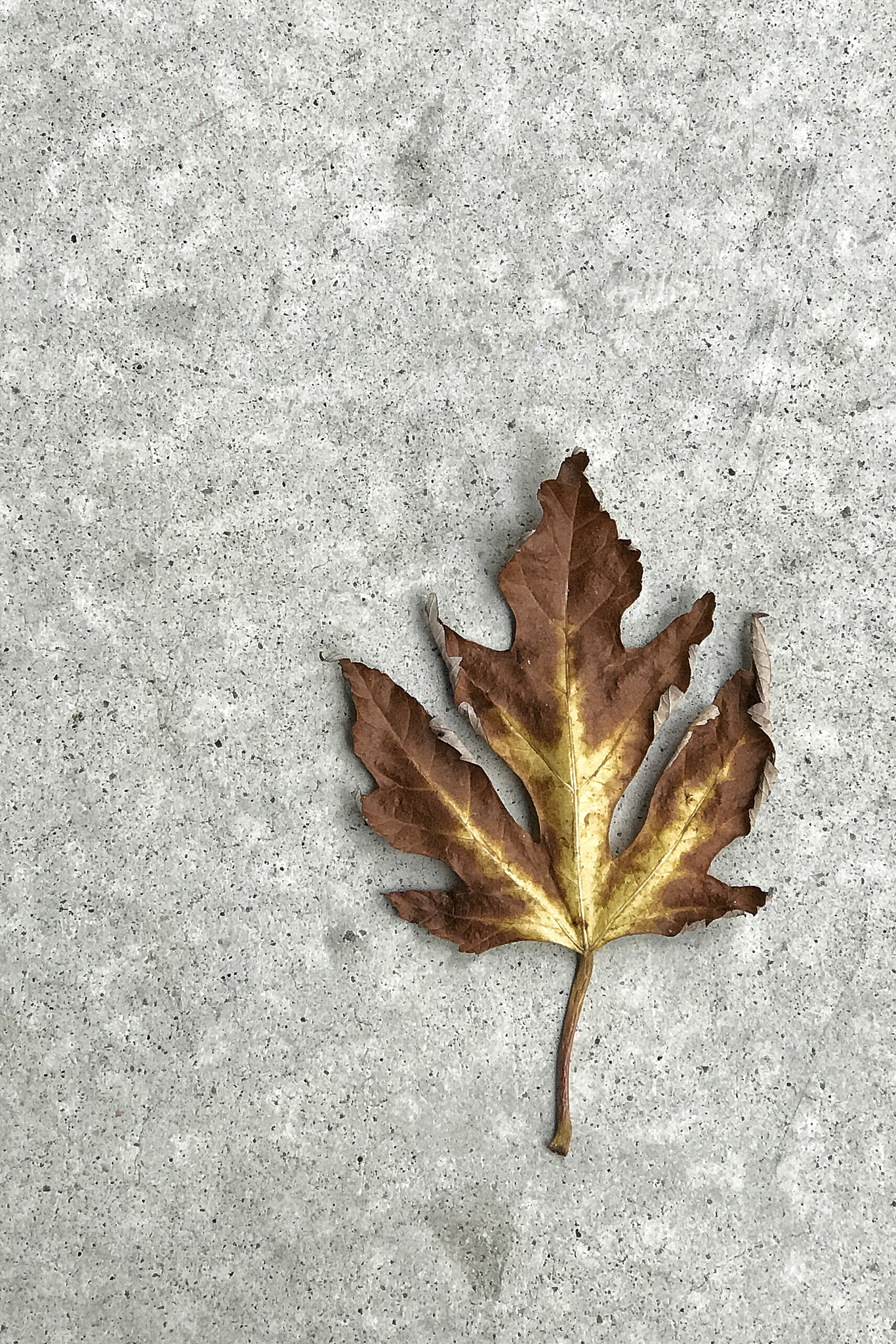 Apple iPhone 7 Plus sample photo. Otoño photography