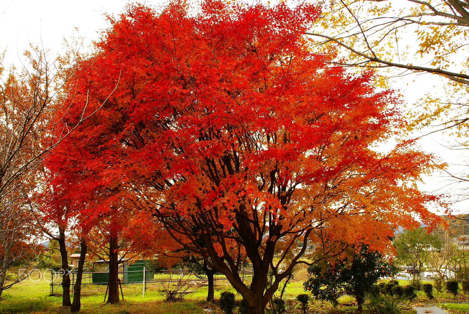 Sony Alpha DSLR-A100 sample photo. Autumn leaves photography