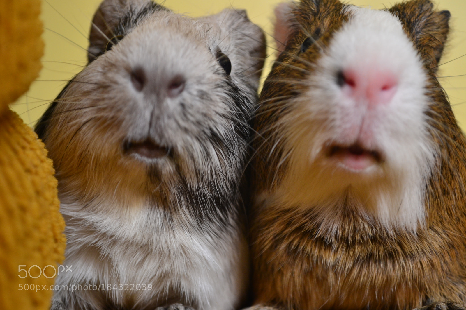 Nikon D3100 sample photo. Guinea smiles photography