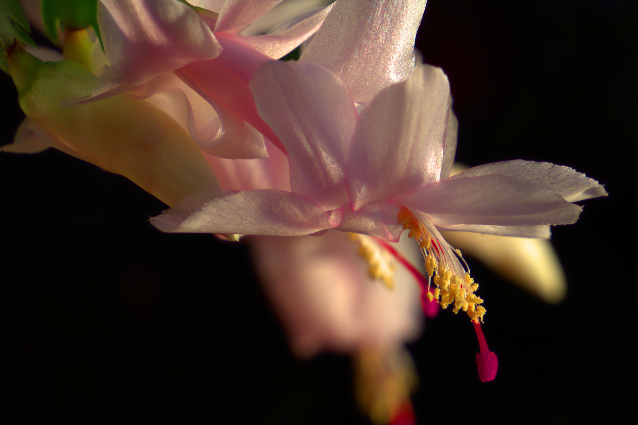 Canon EOS 650D (EOS Rebel T4i / EOS Kiss X6i) sample photo. Christmas cactus blooming 2 photography