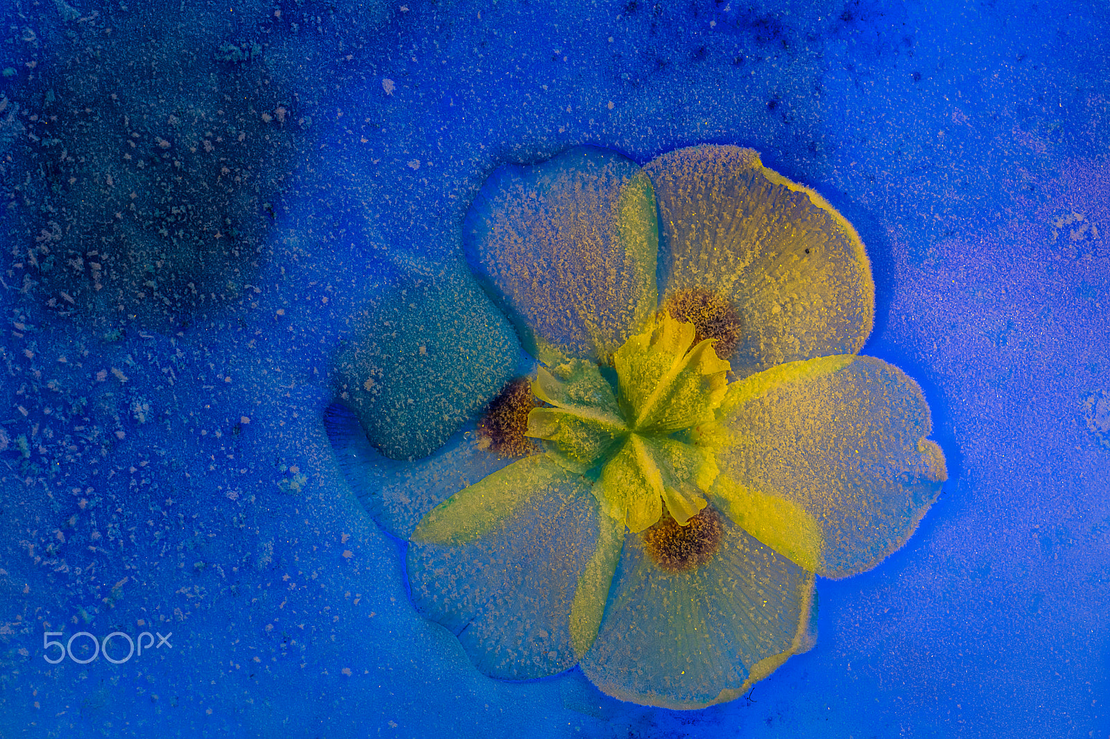 Sigma 105mm F2.8 EX DG OS HSM sample photo. Sunk below the surface photography