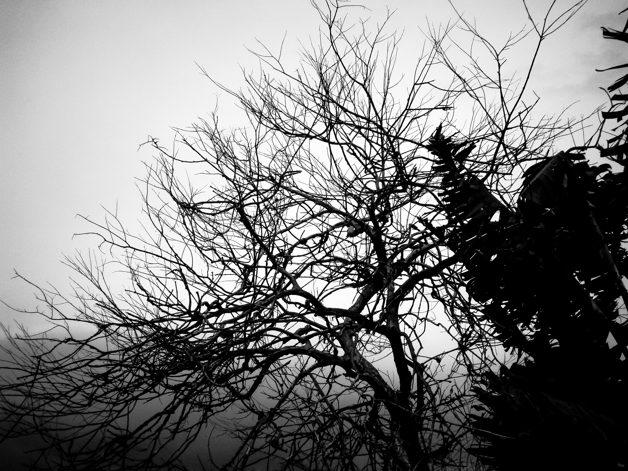 Olympus VG160,X990,D745 sample photo. Branches in the fog photography