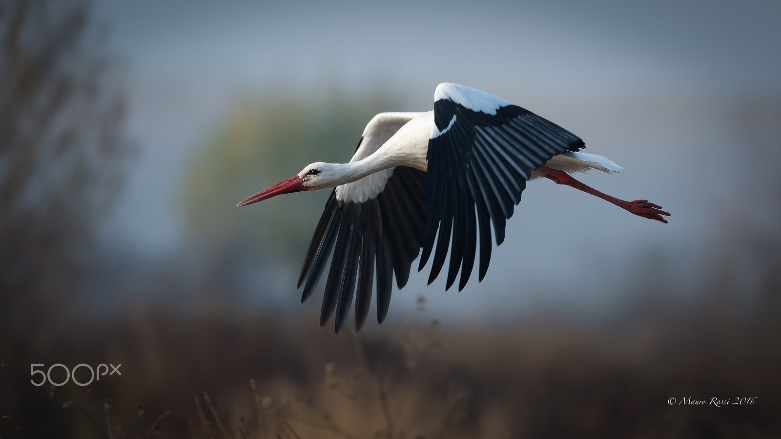 Nikon AF-S Nikkor 500mm F4E FL ED VR sample photo. Ciconia ciconia - stork photography