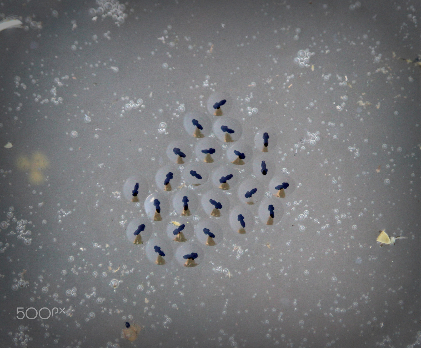 Canon EF-S 55-250mm F4-5.6 IS STM sample photo. Laying eggs (frogs) photography
