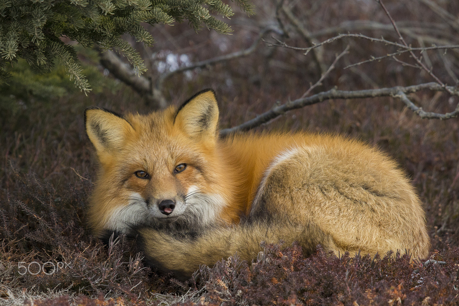 Canon EOS-1D X + Canon EF 600mm F4L IS II USM sample photo. Am i perfect? photography