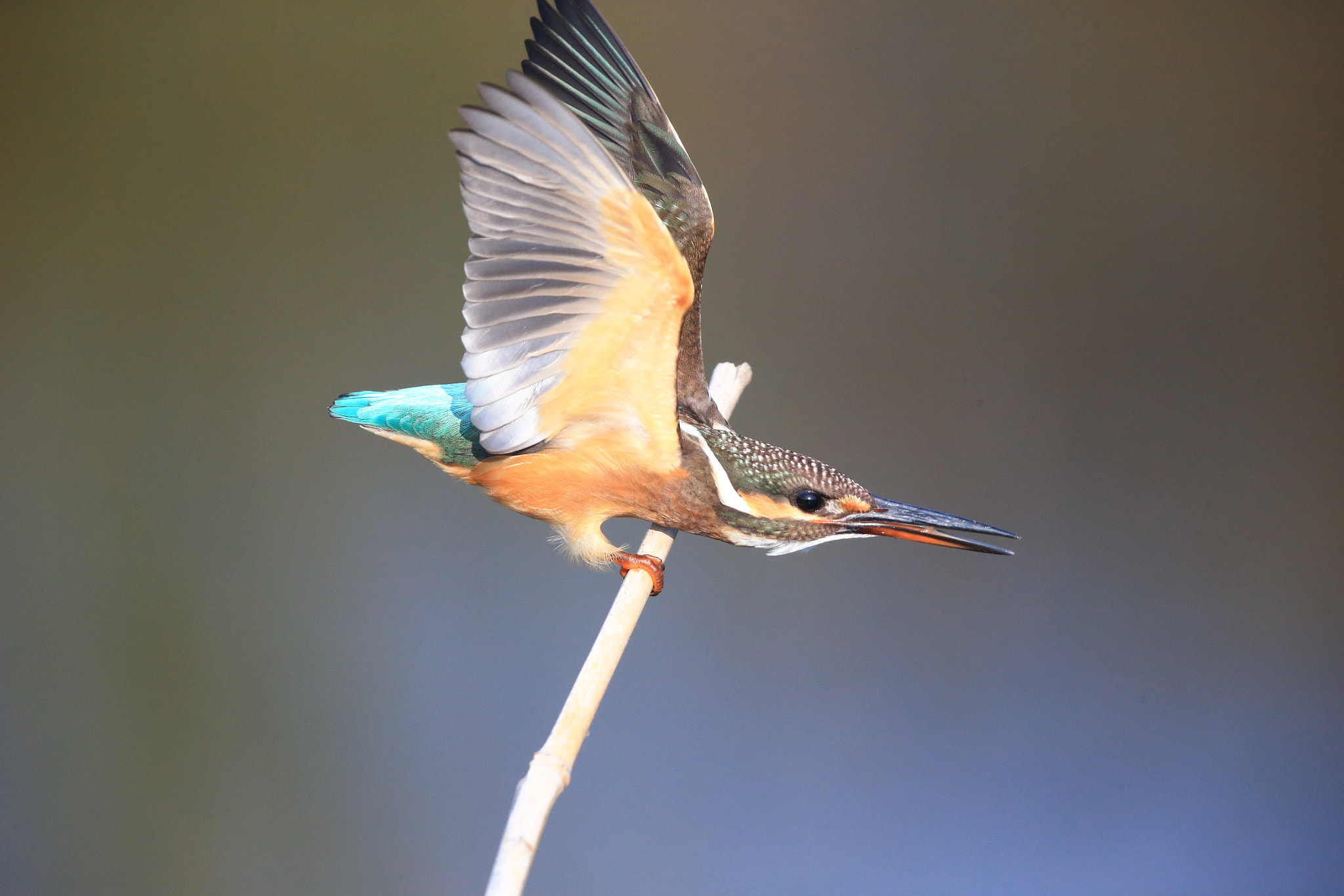 Canon EOS-1D X + Canon EF 600mm F4L IS II USM sample photo. 121 photography