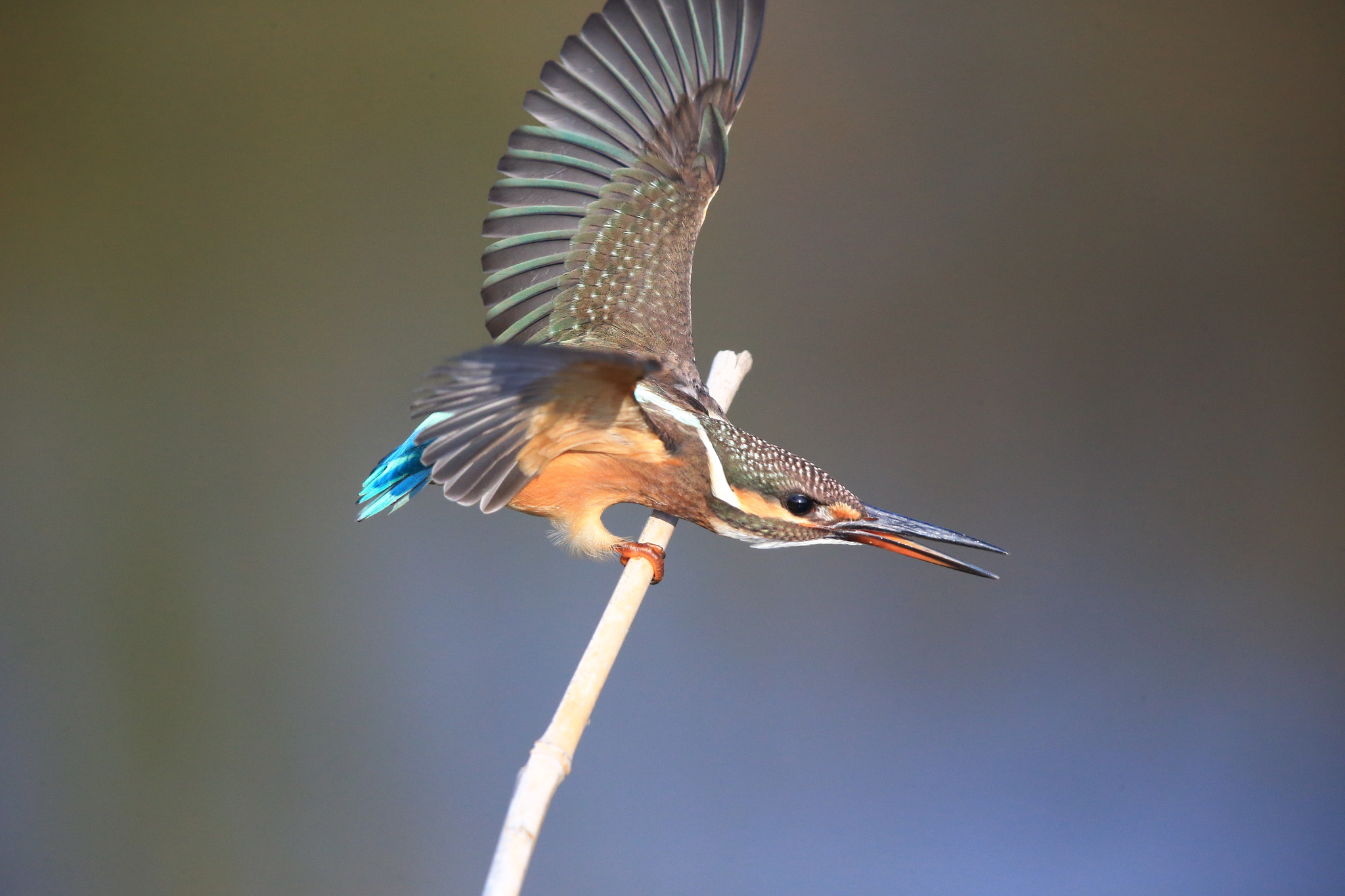 Canon EOS-1D X + Canon EF 600mm F4L IS II USM sample photo. 122 photography