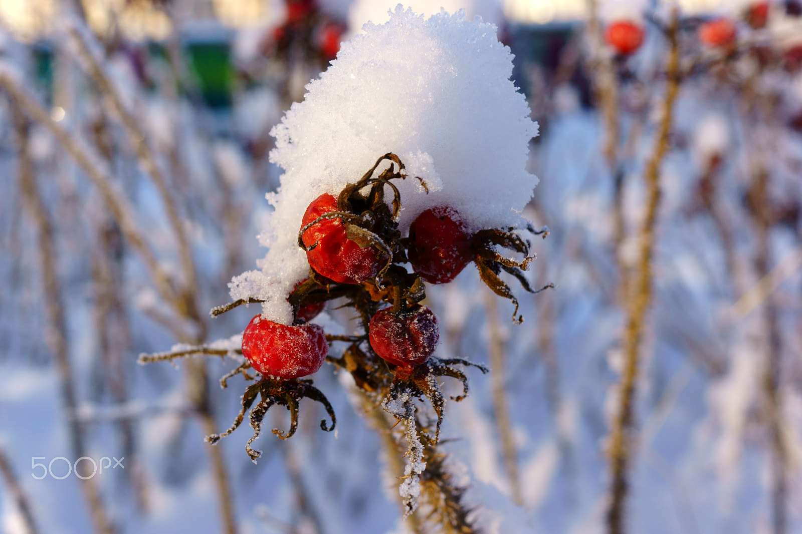 Sony SLT-A65 (SLT-A65V) + Sony DT 35mm F1.8 SAM sample photo. Зимние контрасты photography