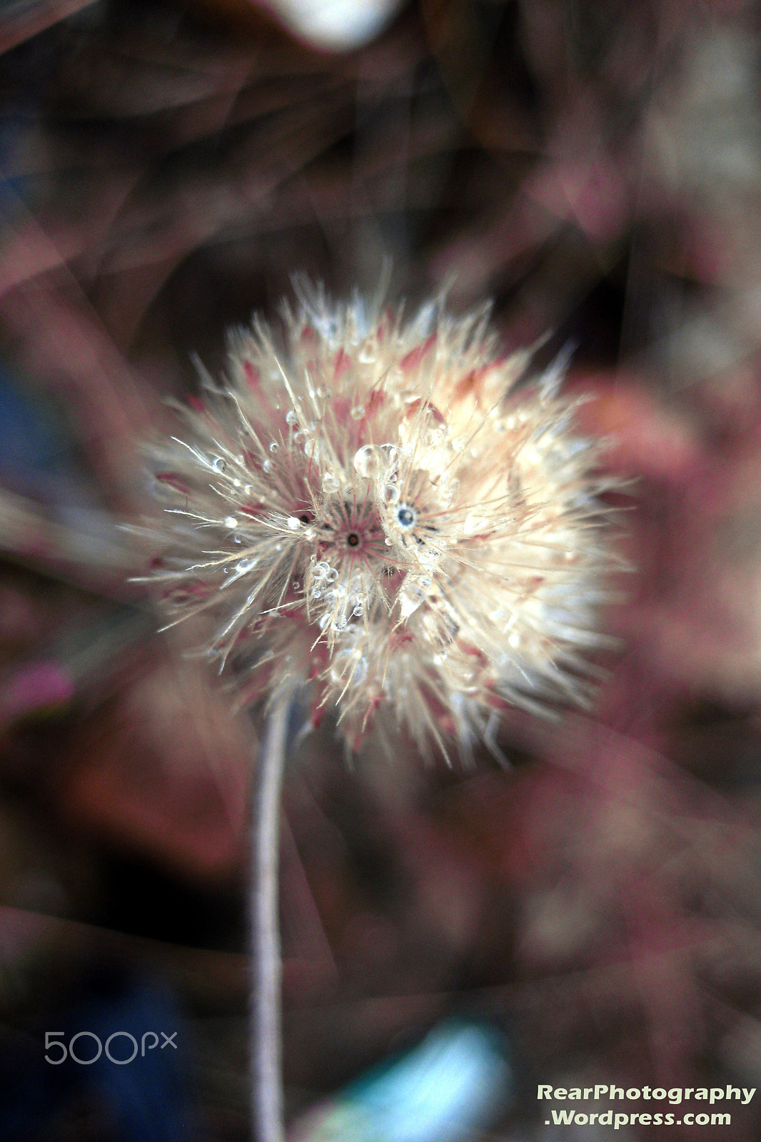 Canon PowerShot SD790 IS (Digital IXUS 90 IS / IXY Digital 95 IS) sample photo. Samsung flower photography