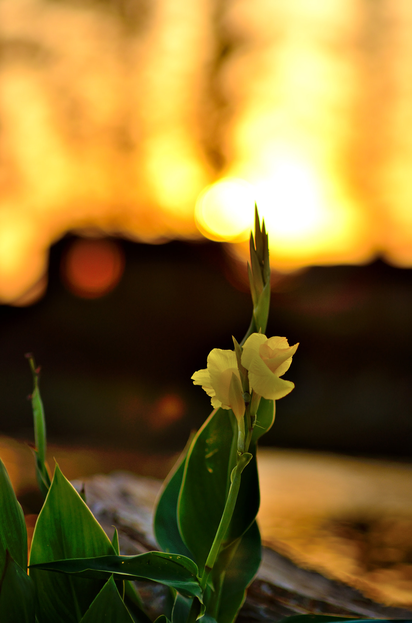 Nikon AF Nikkor 85mm F1.4D sample photo. Flower photography