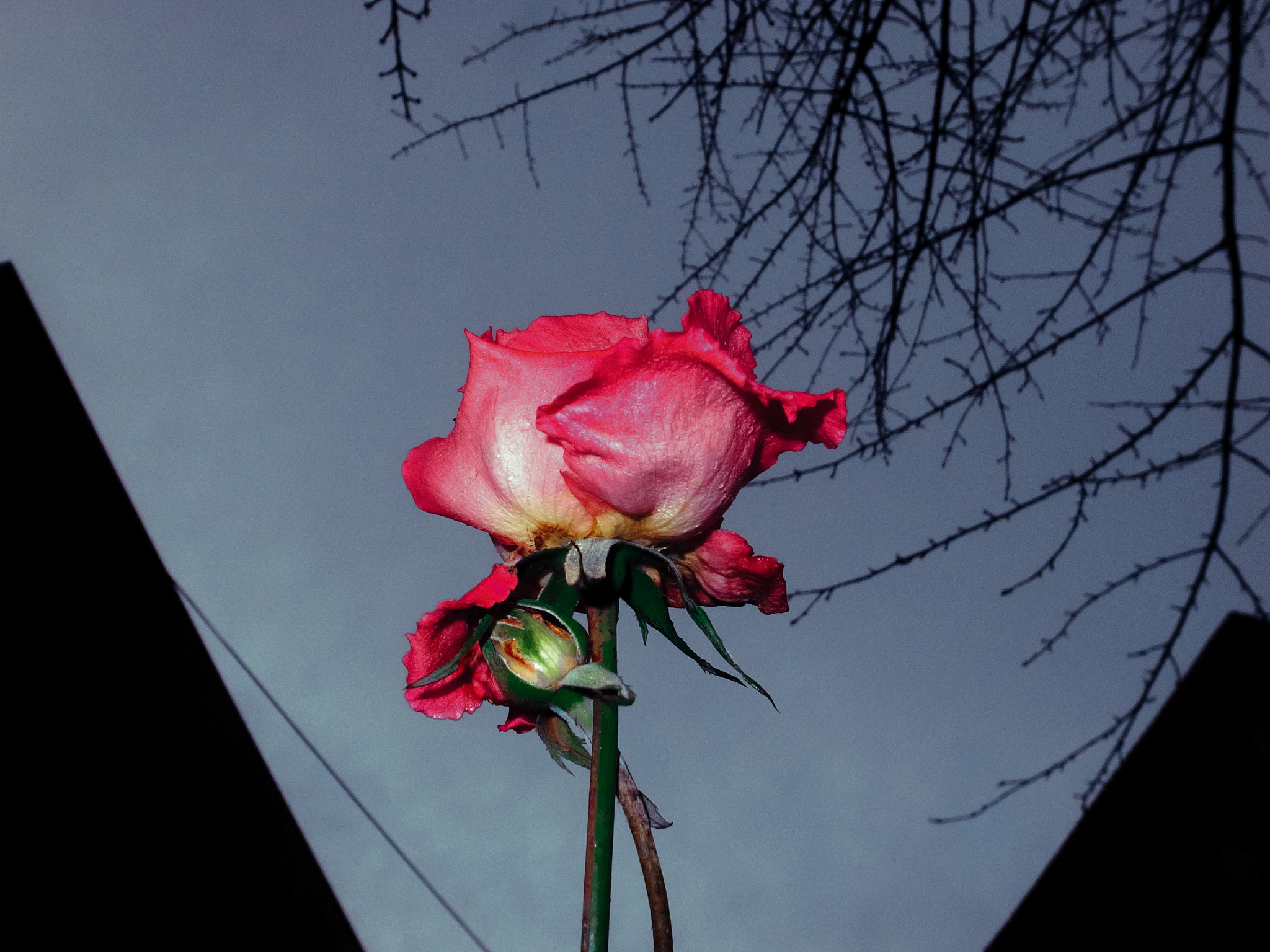RICOH GR LENS sample photo. Last rose photography