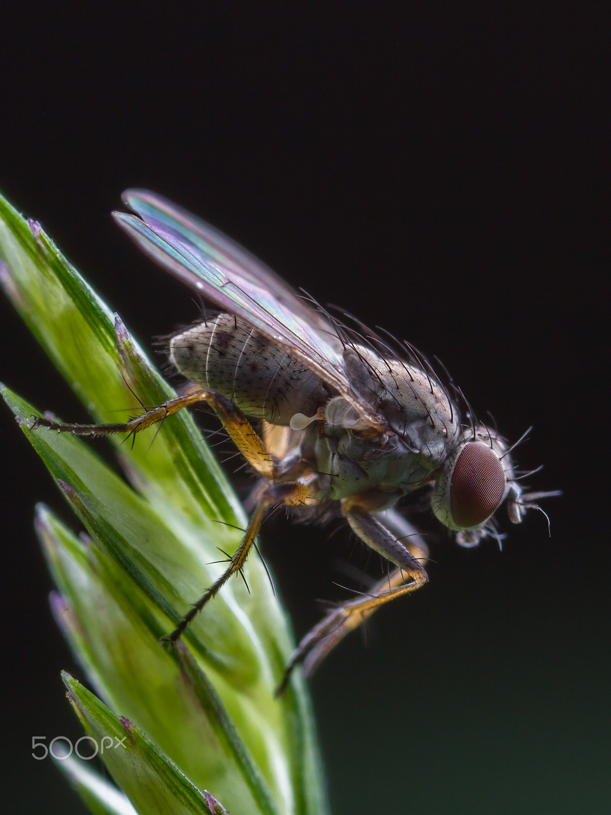 Canon EOS 7D + Canon MP-E 65mm F2.5 1-5x Macro Photo sample photo. 寄蝇 photography