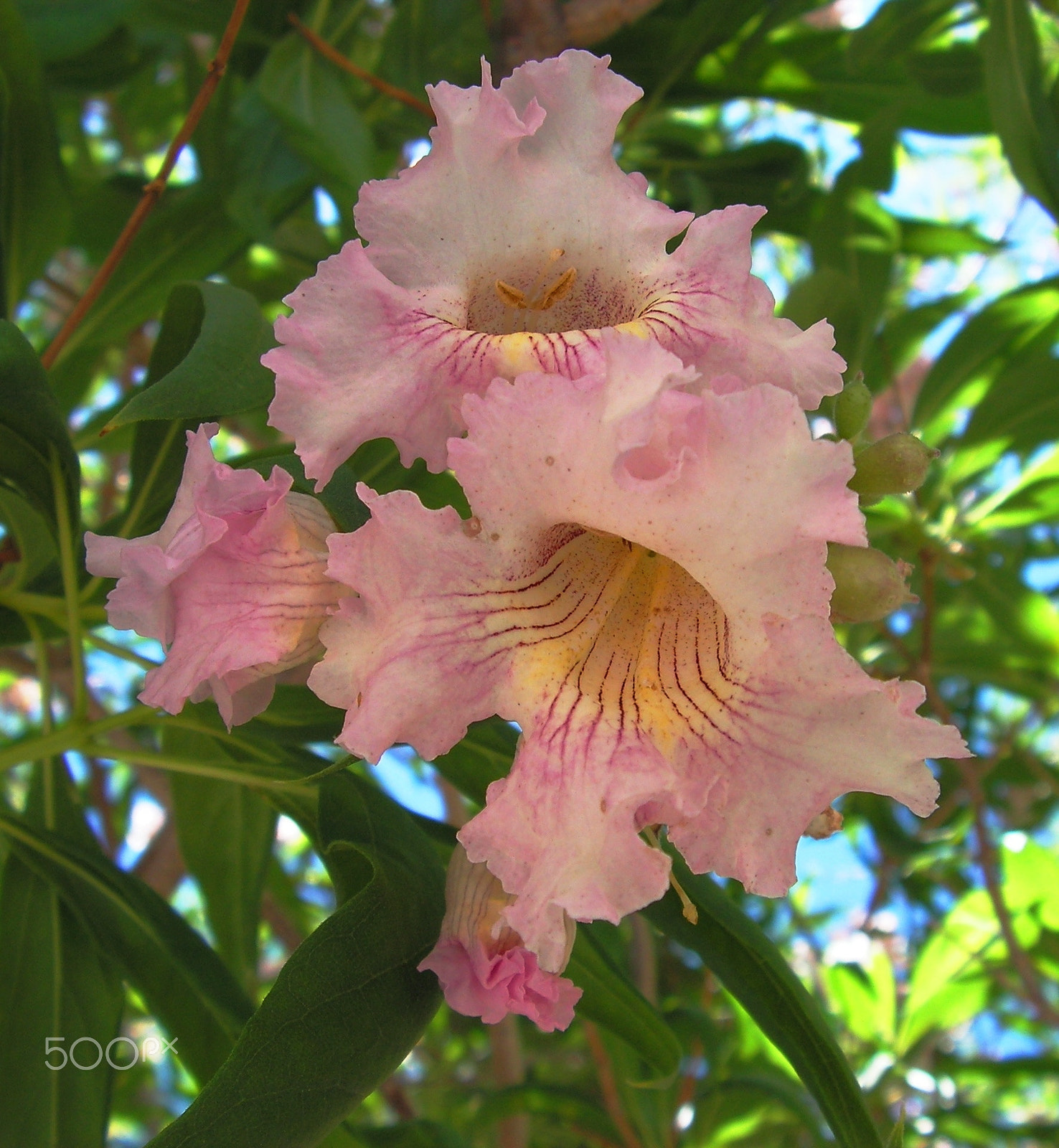 KONICA MINOLTA DiMAGE Z20 sample photo. Blooms in the desert photography