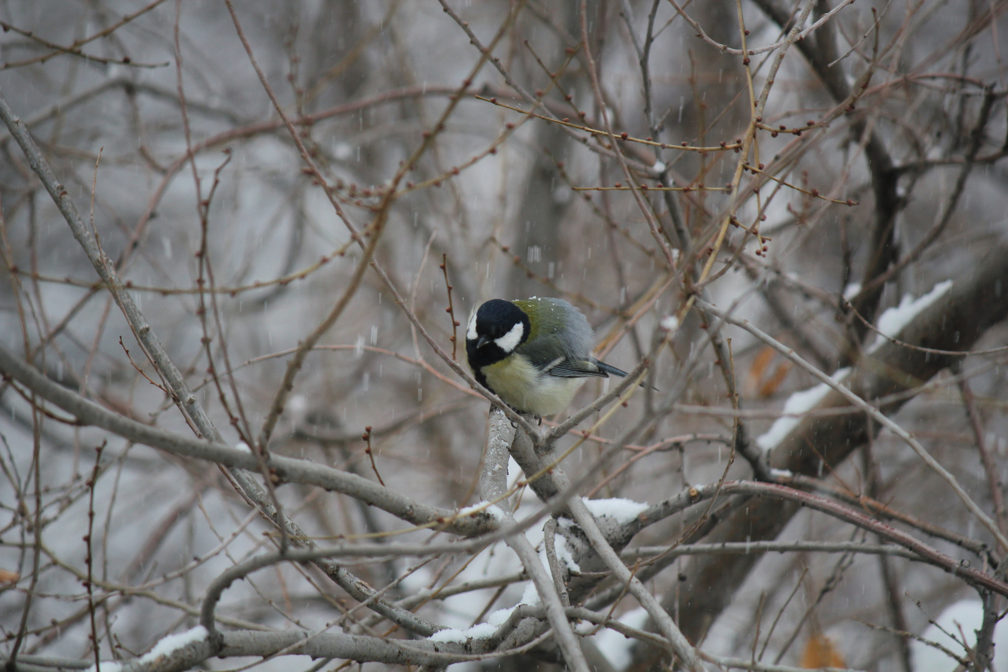Canon EOS 550D (EOS Rebel T2i / EOS Kiss X4) sample photo. Once in november photography