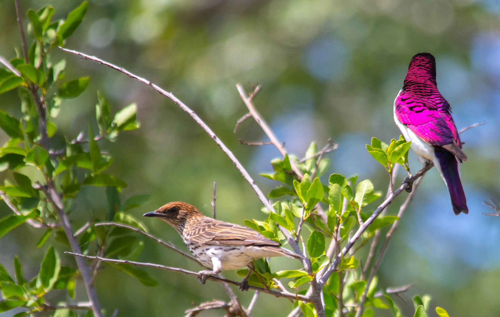 Sigma 150-500mm F5-6.3 DG OS HSM sample photo. Male and female violet backed starling photography