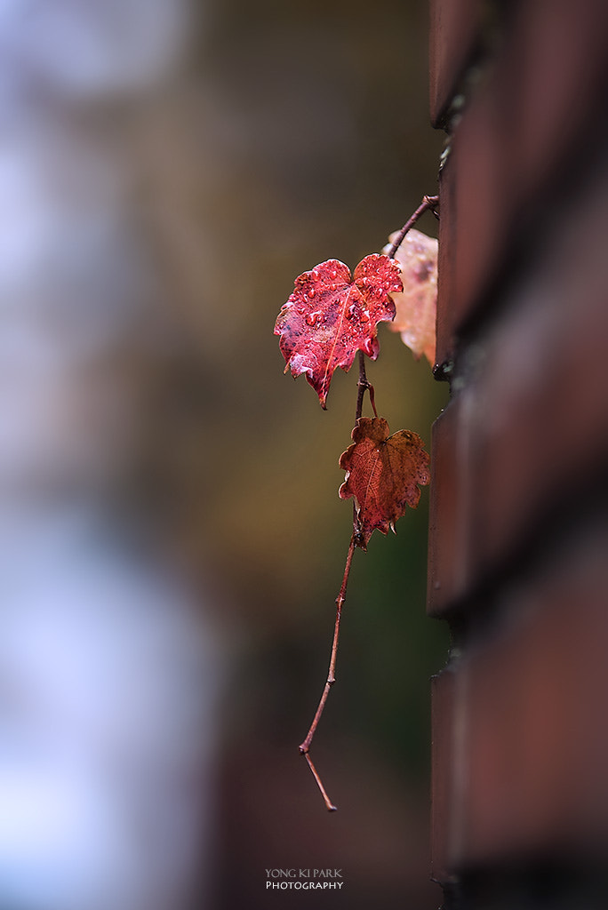 Pentax K-1 sample photo. When the late autumn turns around the corner photography