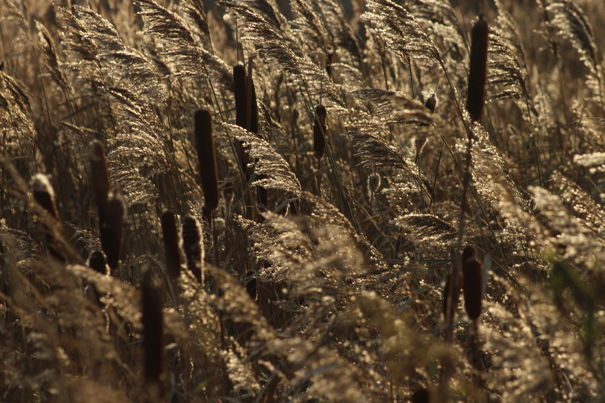 Canon EOS 700D (EOS Rebel T5i / EOS Kiss X7i) sample photo. Reed in wind photography