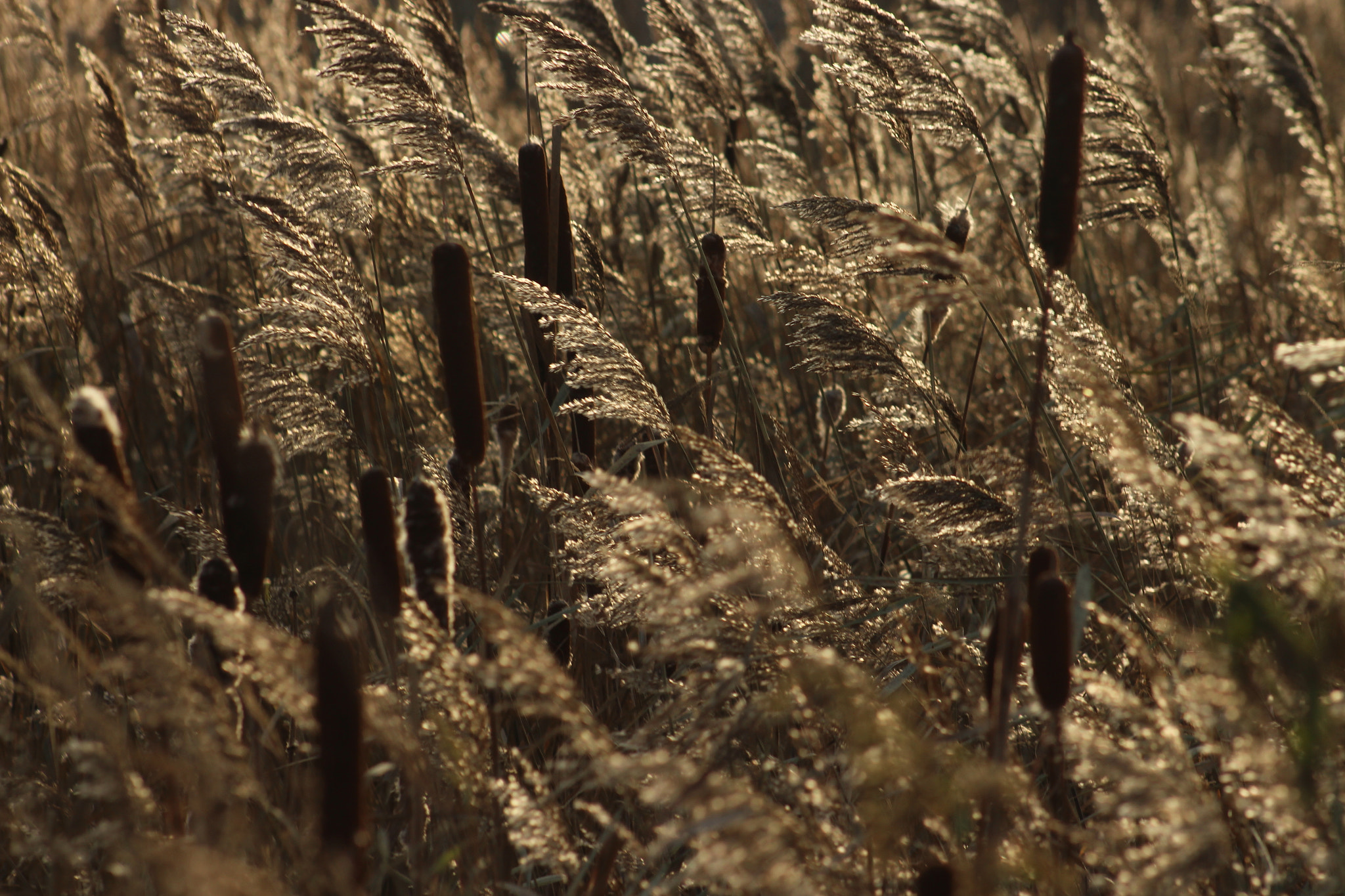 Canon EF 75-300mm f/4-5.6 USM sample photo. Reed in wind photography
