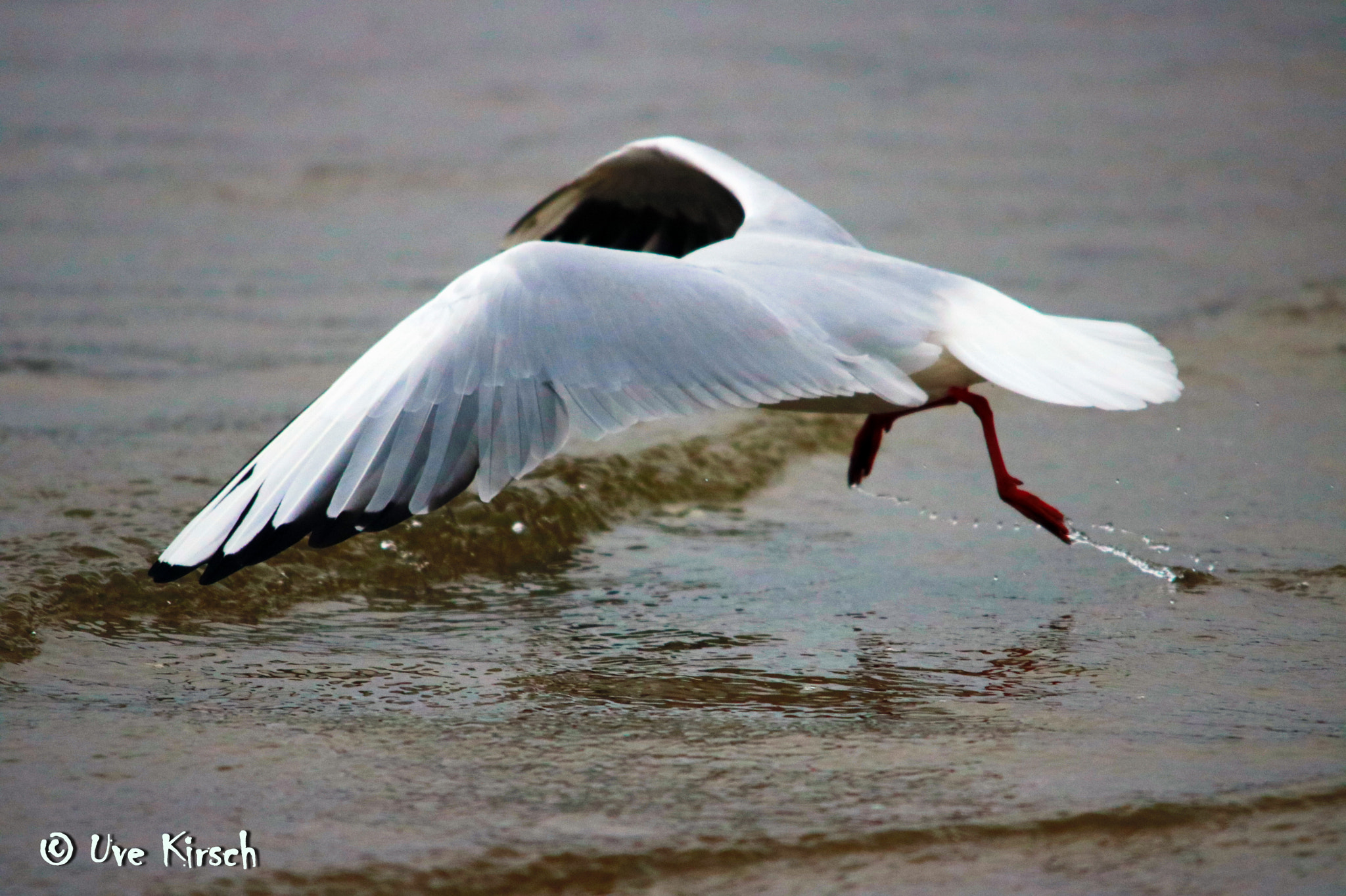 Sigma 150-500mm F5-6.3 DG OS HSM sample photo. Oh i lost my head photography