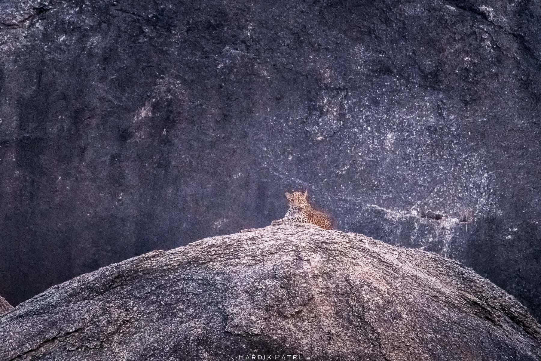 Nikon D5 sample photo. Leopard hills.. photography