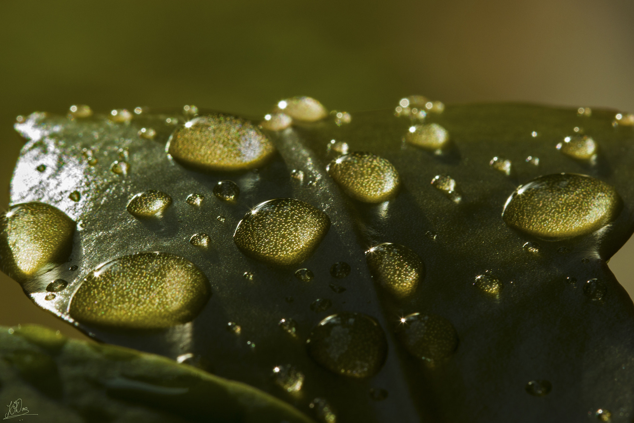 Canon EF 100mm F2.8 Macro USM sample photo. Sun-kissed photography