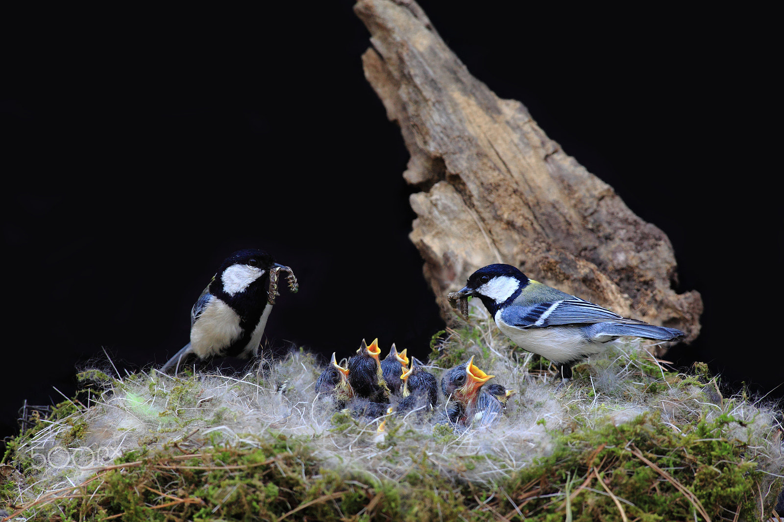 Canon EOS 5D Mark II sample photo. Great tit photography