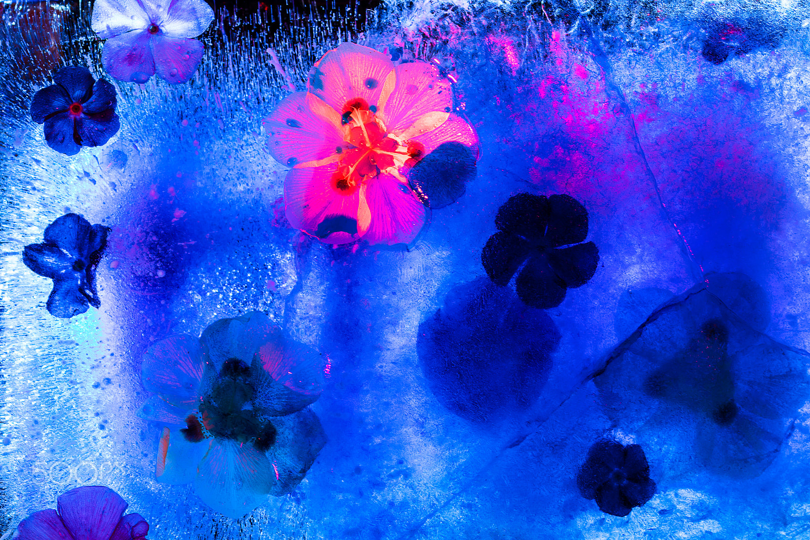 Sigma 105mm F2.8 EX DG OS HSM sample photo. Pink baby with blue tears photography