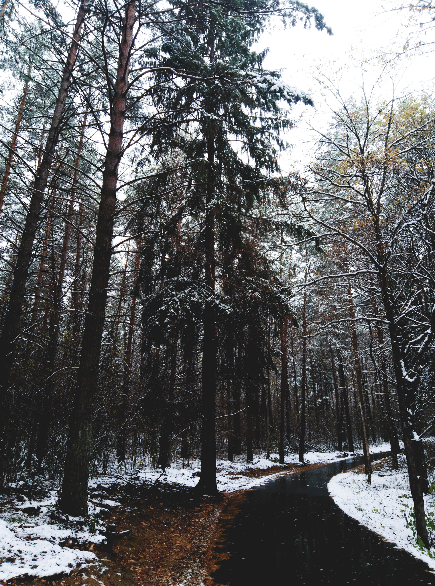 Meizu M3s sample photo. Winter's tree photography