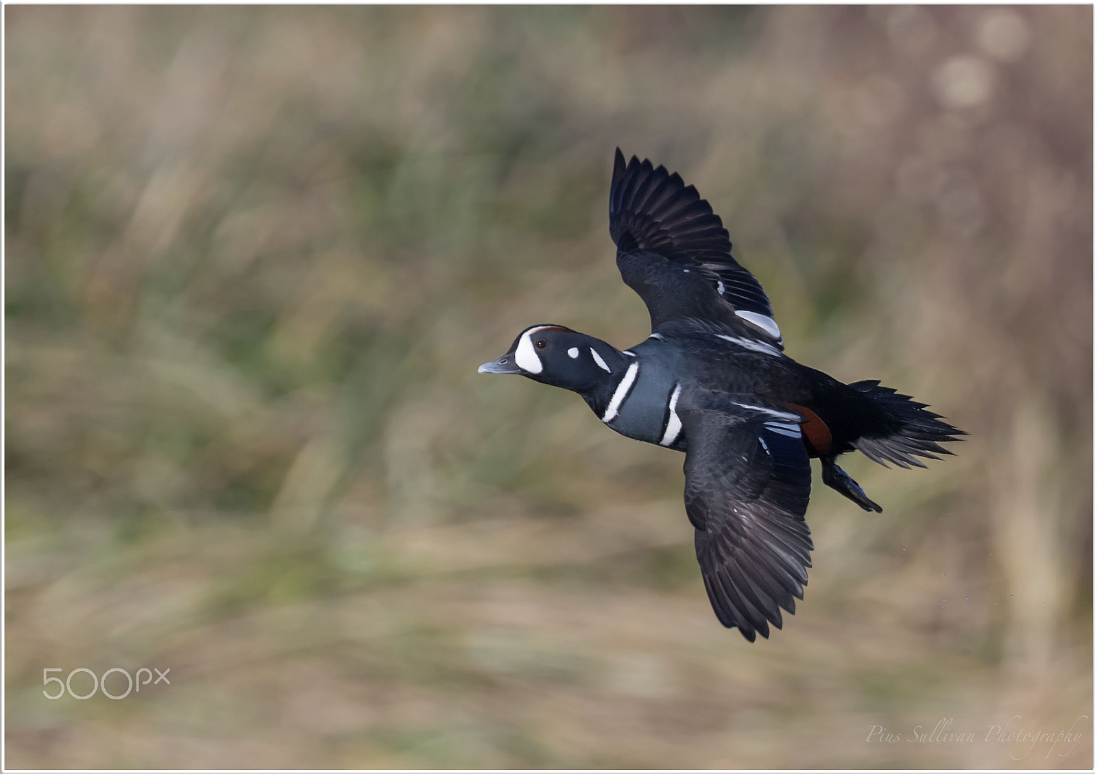 Canon EF 400mm F4 DO IS II USM sample photo. Harlequin duck photography