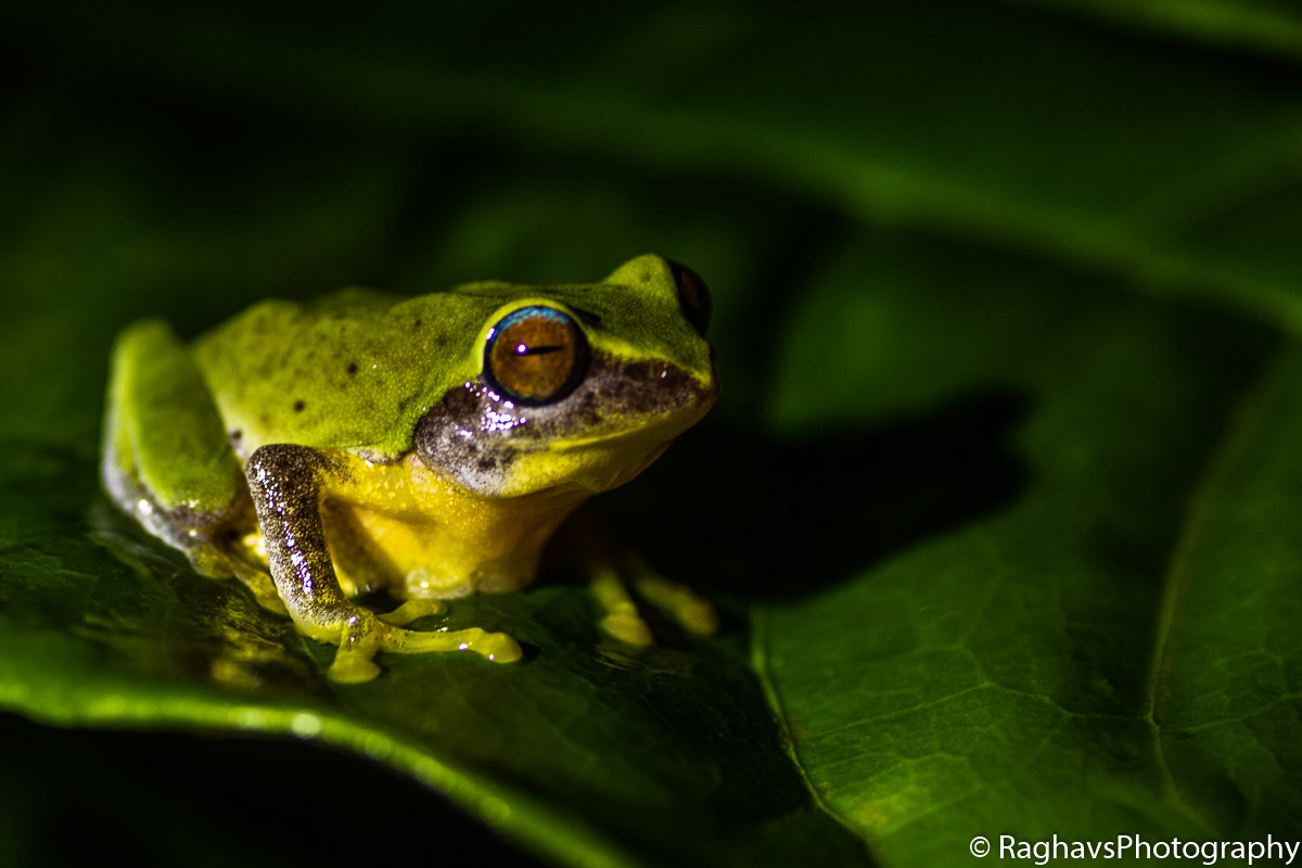 Canon EOS 7D Mark II + Tamron SP AF 90mm F2.8 Di Macro sample photo. Cute pose photography