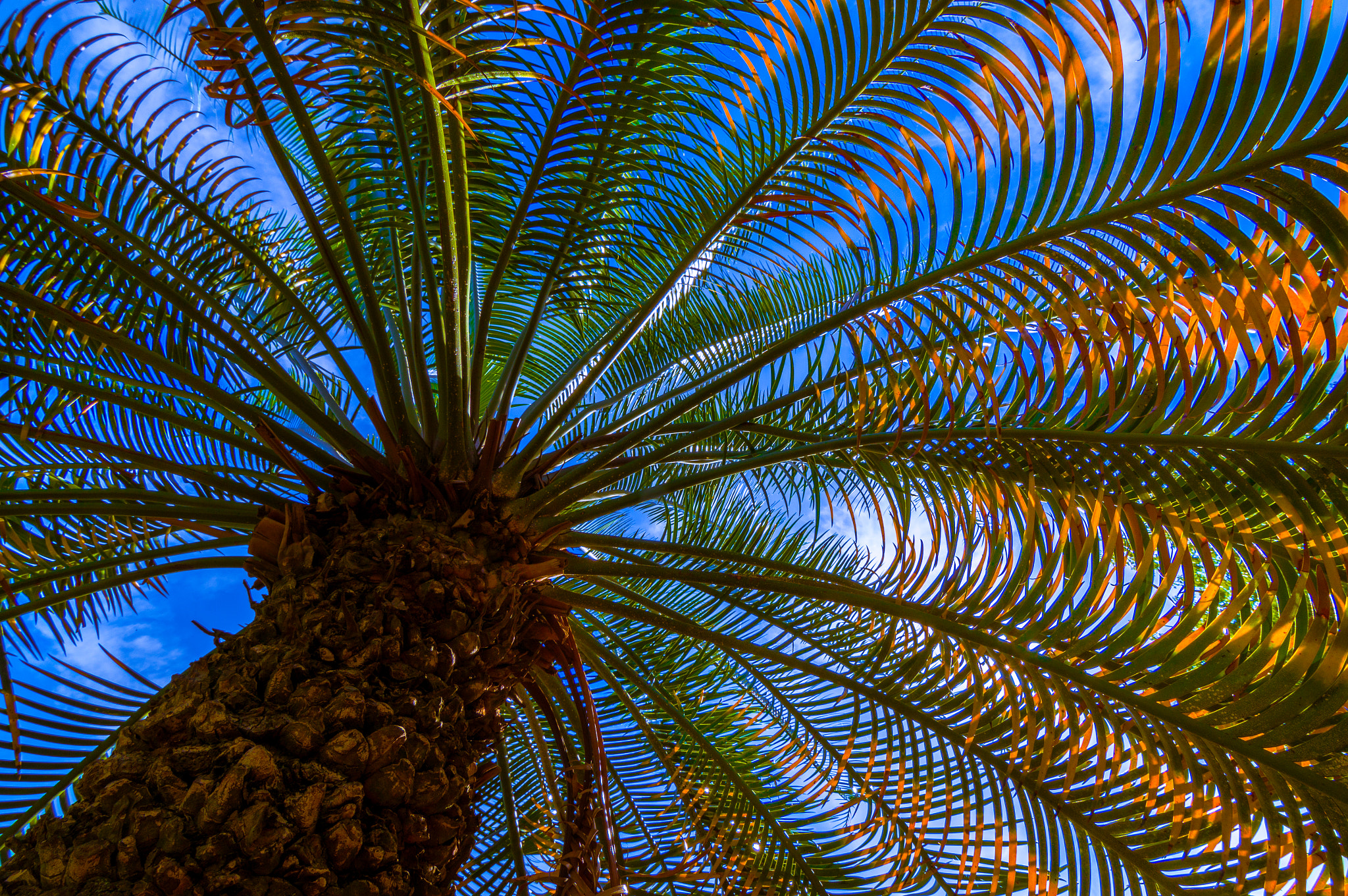 Sony SLT-A57 + 20mm F2.8 sample photo. Tropical glow photography