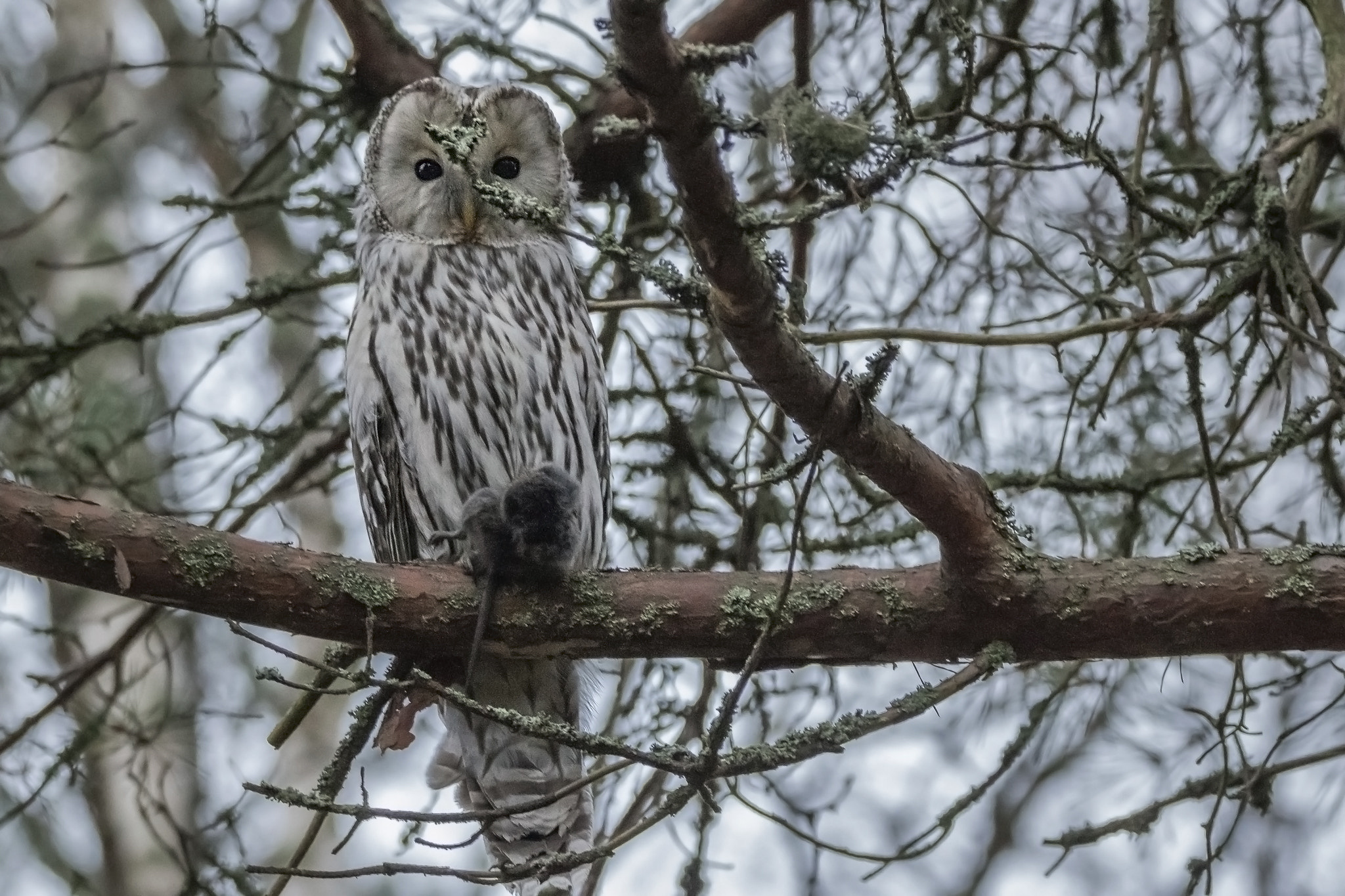 Tamron SP 150-600mm F5-6.3 Di VC USD sample photo. . photography
