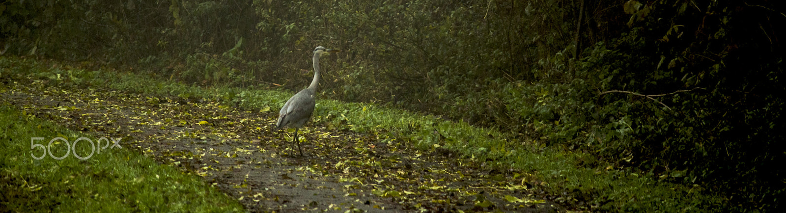 Canon EOS 700D (EOS Rebel T5i / EOS Kiss X7i) sample photo. Heron walking by on a very misty day photography