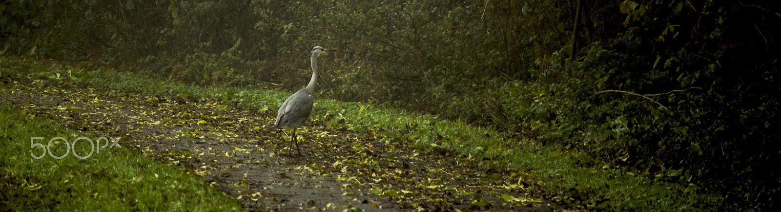 Canon EF-S 55-250mm F4-5.6 IS sample photo. Heron walking by on a very misty day photography